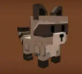 racoon