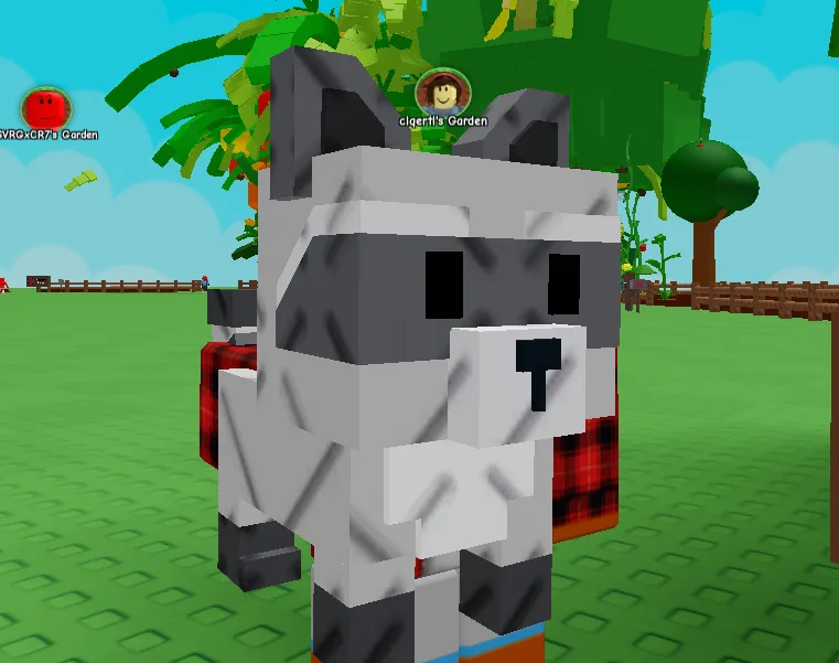 Raccoon (Super)