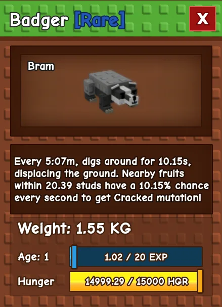 Badger RARE Age 1 1.55KG
