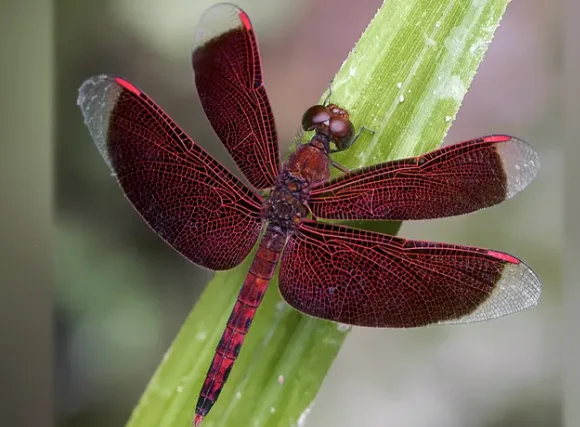 Dragonfly
