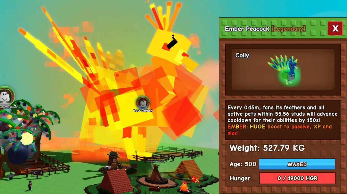 527.79kg Godly Ember Peacock