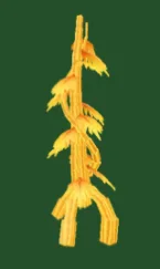 Sun Bloom Seed (Super)