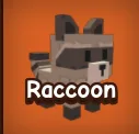 Raccoon — Account account