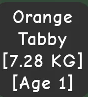 SEMI TITANIC ORANGE TABBY AGE 1 7.28KG — Account account