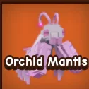 Orchid Mantis 3X — Account account
