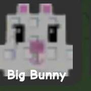 Bunny — Account account