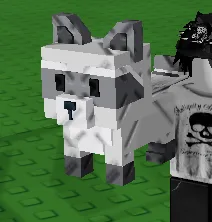 Raccoon (Super) — Account account