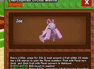 Orchid Mantis Everchanted 173++ Kg Max Age
