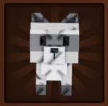 Raccoon (Super) — Account account