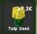 Tulip Seed — Account account
