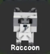 Raccoon