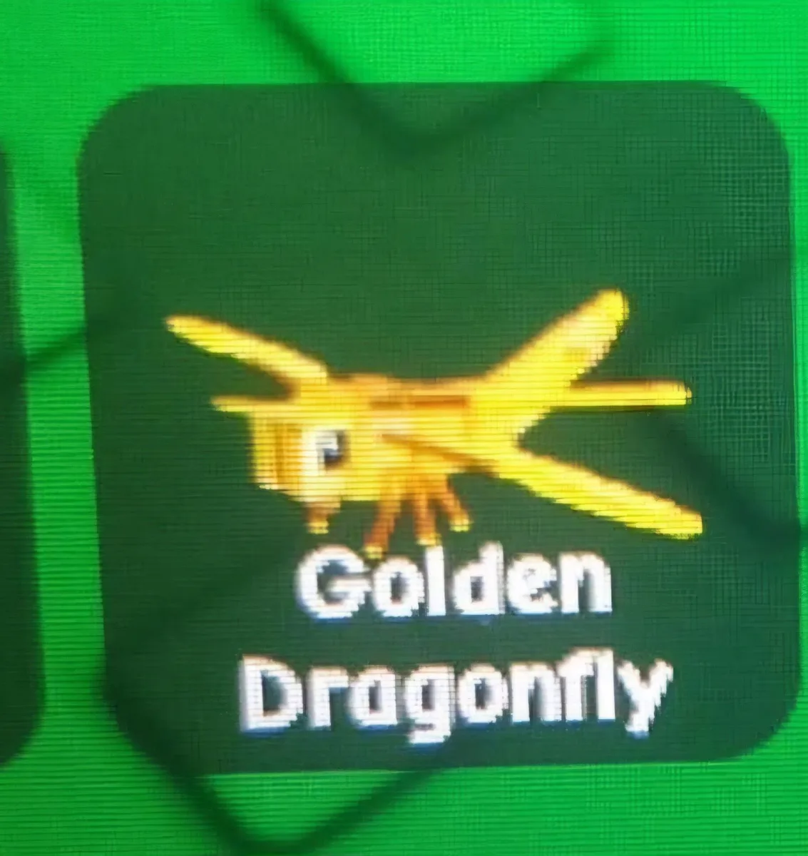 DRAGON FLY Very Cheap — Account account
