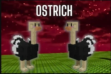 5x Ostritch — Account account