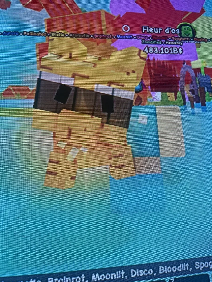 Raccon gold