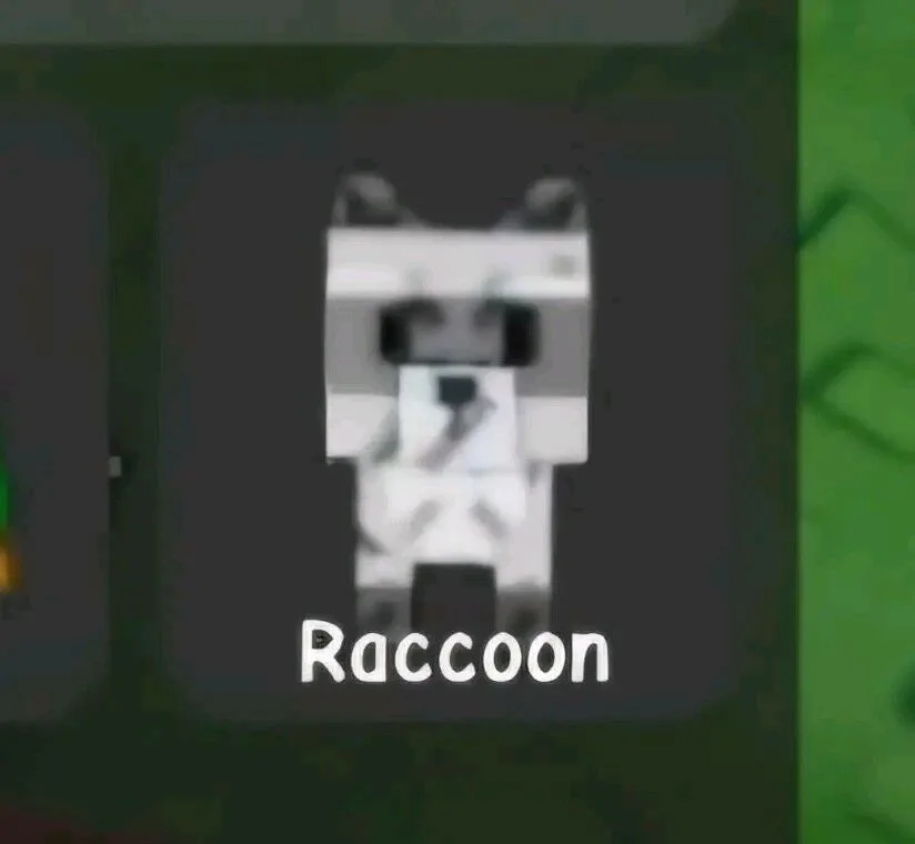Raccoon — Account account