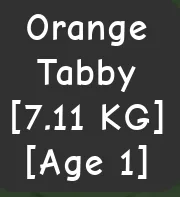 SEMI TITANIC ORANGE TABBY AGE 1 7.11KG — Account account