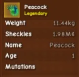1x PEACOCK 11.44 AGE 1 EXALTED & IRIDESCEN MUTATION - VERY RARE KG - INSTAN DELIVERY