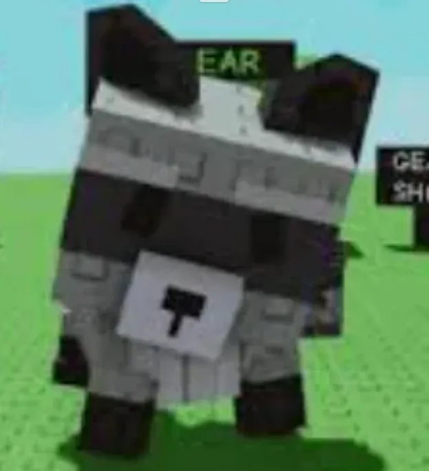 Raccoon