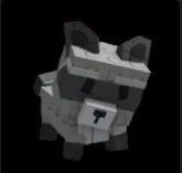 Raccoon (Super) — Account account