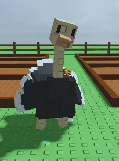 Osrtich (2,81Kg. Age 7 )