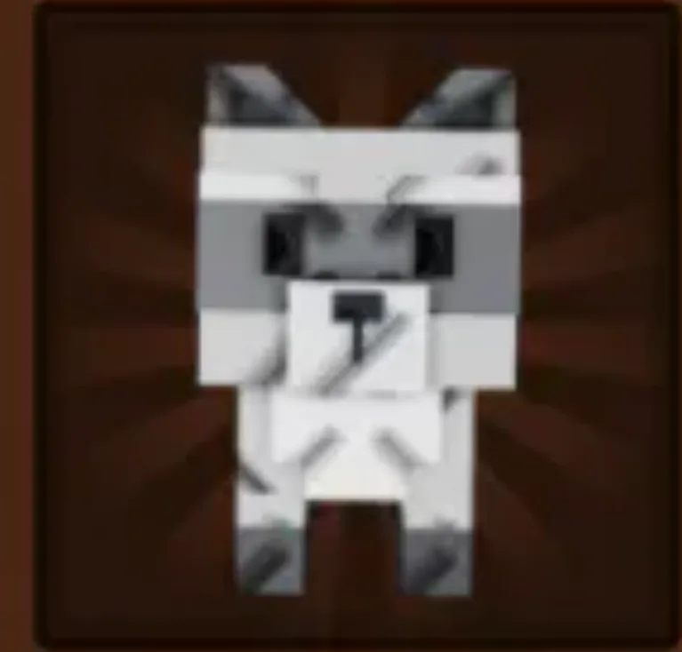 Raccoon (Super) — Account account