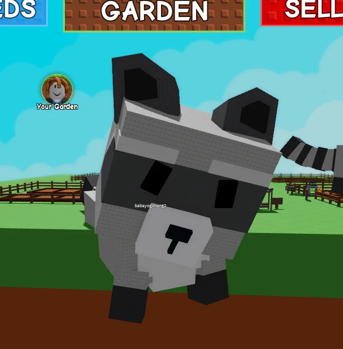 MEGA HUGE RACCOON 60-62KG+ — Account account