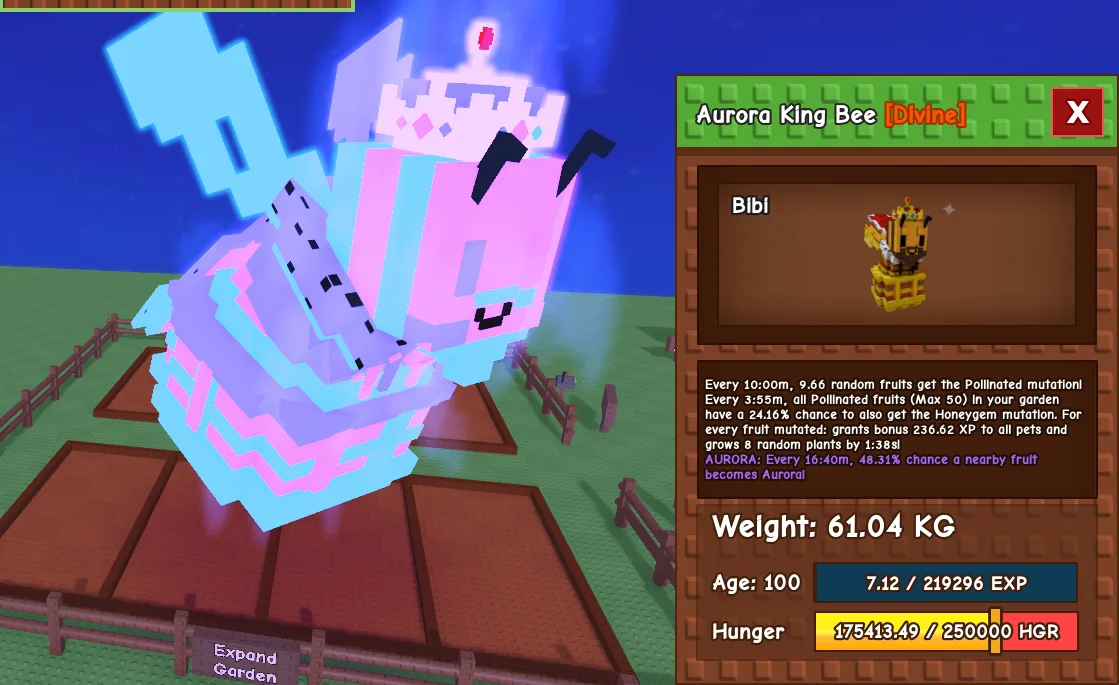 61.04kg Age 100 Aurora King Bee
