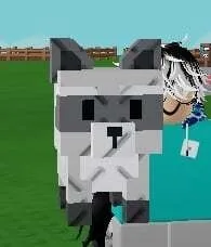Raccoon (Common) — Account account