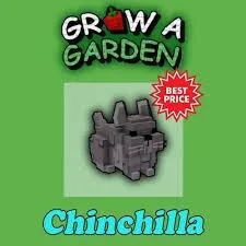 Golden chinchilla