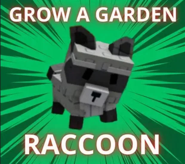 Raccoon (Super) — Account account
