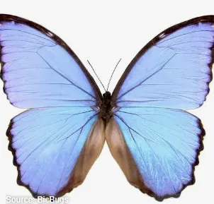 Butterfly (Legendary)