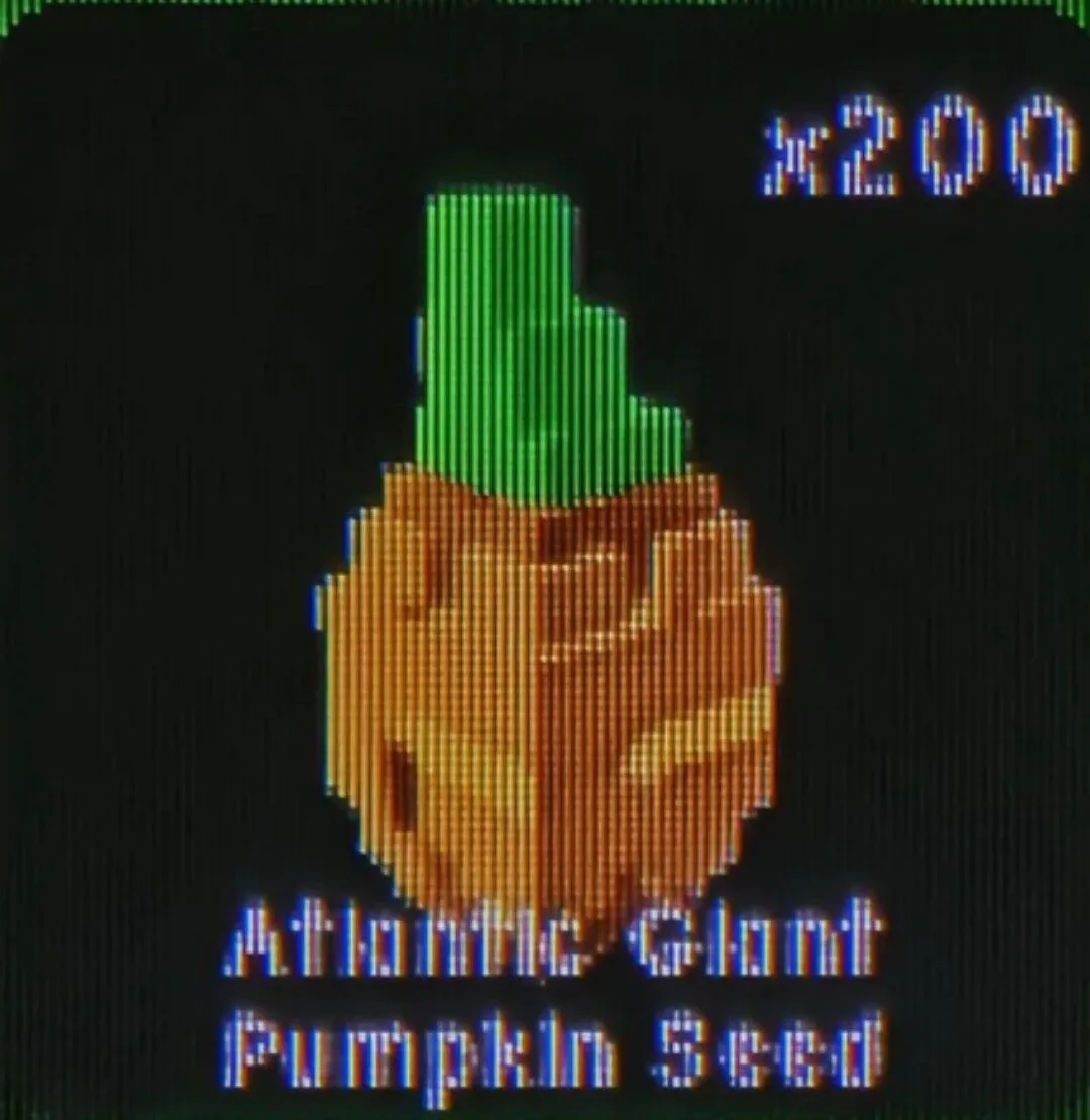 Atlantic Giant Pumpkin Seed