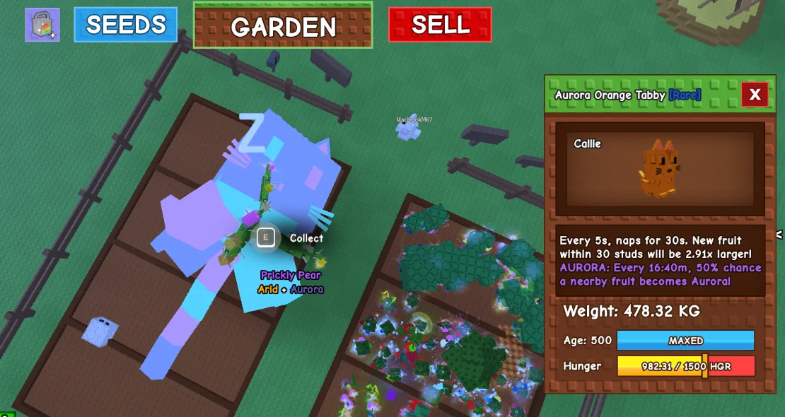 478KG+ Aurora Orange Tabby Rare // super handsome // Max Age 500 // Huge Fruit Boost Pet