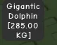 Gigantic Dolphin 285KG Age 500