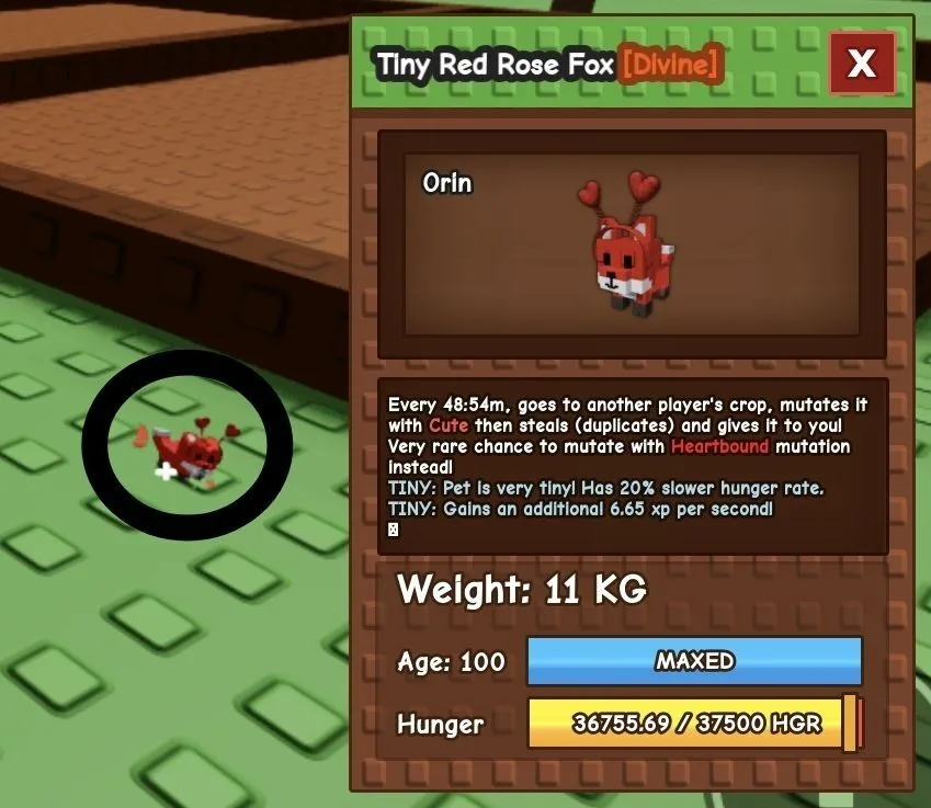 TINY Red Rose Fox - 11 KG (Age 100) — Account account