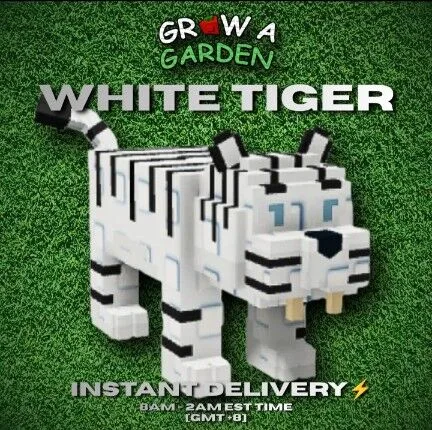WHITE TIGER 60/61KG — Account account