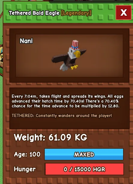 60kg+ Tethered Bald Eagle super handsome and follow you the owner