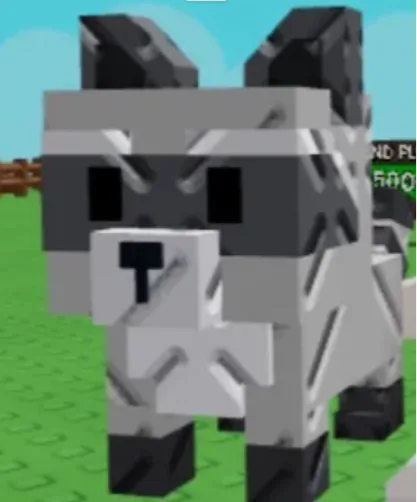 Raccoon — Account account