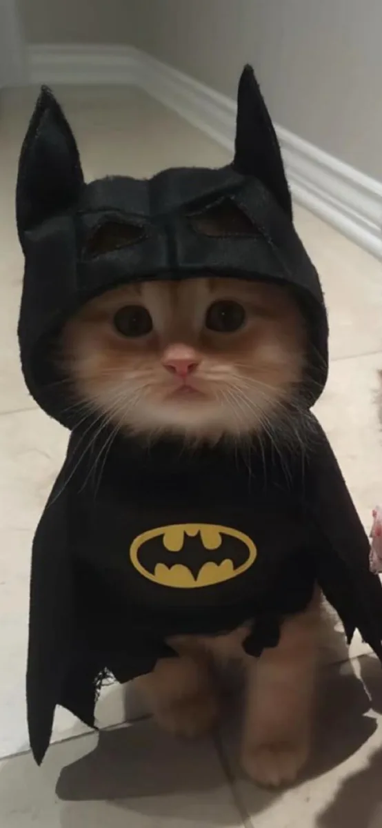 Raccoon (Super)