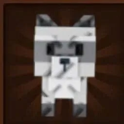 Raccoon (Super) — Account account