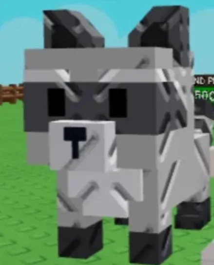 Raccoon (Super) — Account account