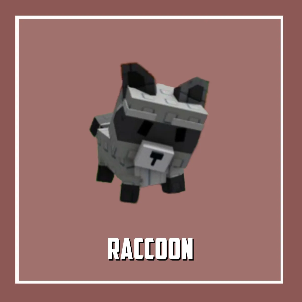 Raccon