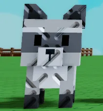 Raccoon