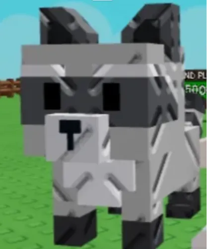 Raccoon