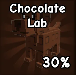 Chocolate Lab