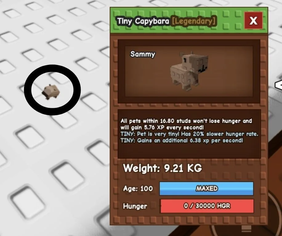 TINY Capybara- 9.21 KG (Age 100)