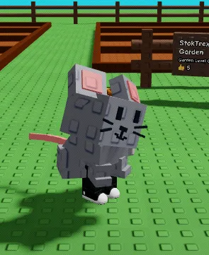 Grey Mouse (7,69 Kg. Age 36 )