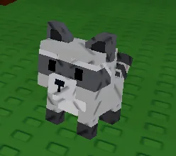 Raccoon (Super) — Account account