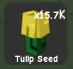 Tulip Seed