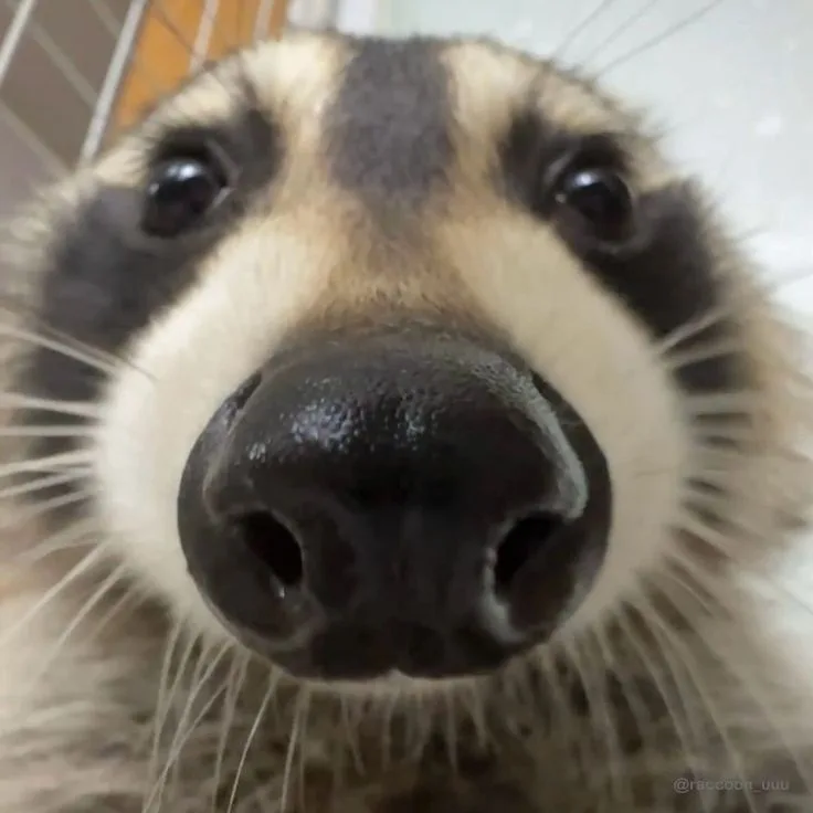 Raccoon (Mythic) — Account account